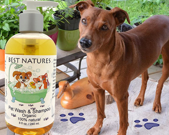 Organic Pet Wash and Shampoo for our Furry Friends - Trendy Dog Boutique