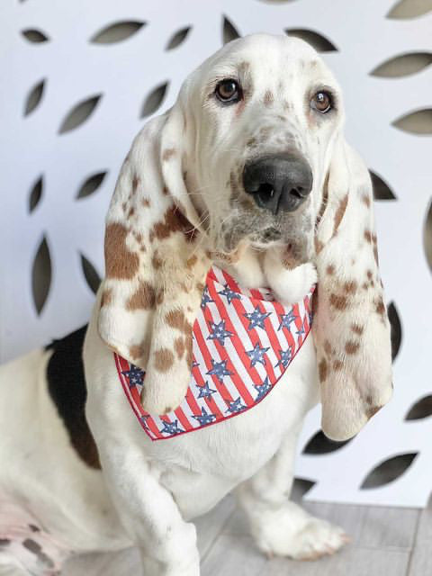 July 4th  - Memorial Day Dog Bandana - Trendy Dog Boutique