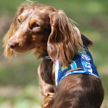 Cool Mesh Blue & Green Surfboard Dog Harness, On Dog, Rear View - Trendy Dog Boutique